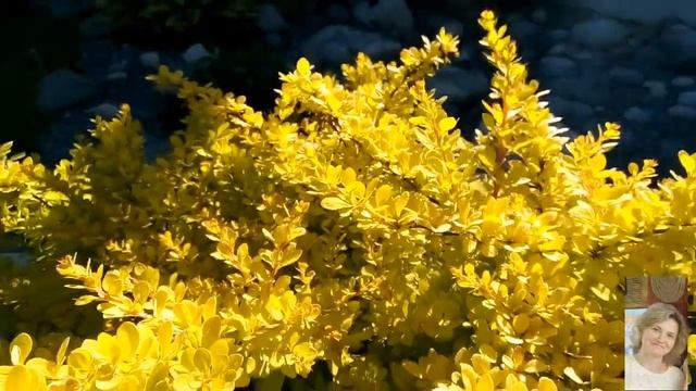 Клематис Дженси Крим  (Clematis Guernsey Cream)