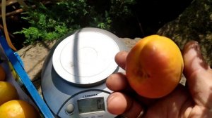 Сорт абрикос Мелитопольский ранний...