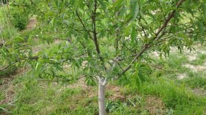 Подкормка персиков. Обзор персиков.