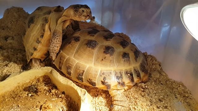 Размножение среднеазиатских черепашек смотреть онлайн