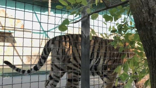 Няшный, разговорчивый тигрёнок. Барон и Цезарь. Nice, talkative tiger. Baron and Caesar. смотреть онлайн