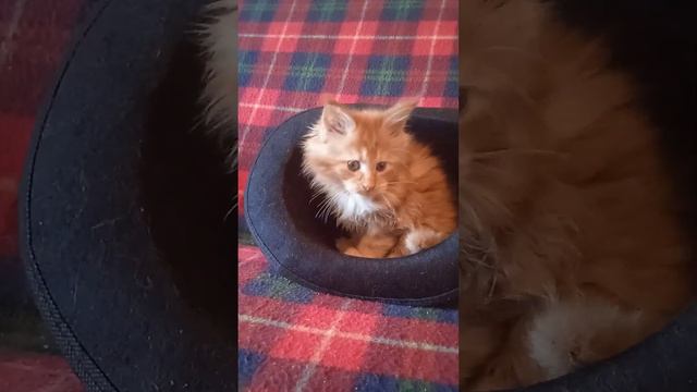 Мейн-кун котенок, 1,5 мес смотреть онлайн