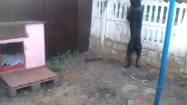 Кане корсо Цара и испанский алано Мира (3 мес.) смотреть онлайн
