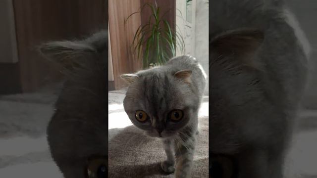 Кошка Чуча )) смотреть онлайн