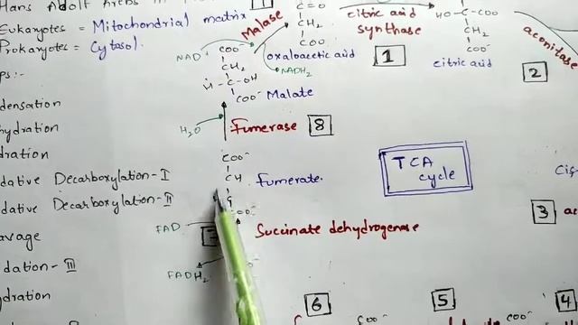 TCA cycle [ WITH STRUCTURES ] l Krebs cycle | Citric acid cycle (CAC) | Energetics | Regulation смотреть онлайн