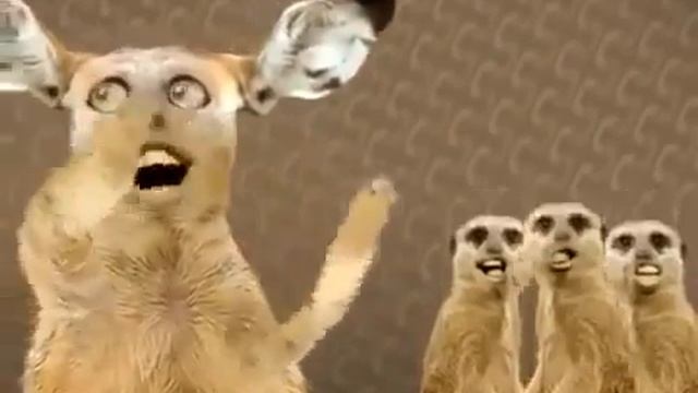 коты тоже поют лучше звезд смотреть онлайн