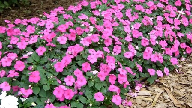 Шесть самых ОПАСНЫХ или вредных РАСТЕНИЙ в саду. Осторожно, ЯДОВИТЫЕ цветы! смотреть онлайн