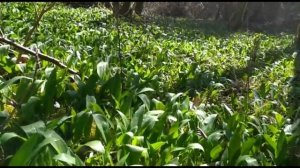 Черемша. В лес за черемшой! Как и где растёт черемша. Медвежий лук, дикий чеснок или колба. Bärlauc