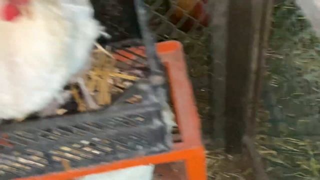 Нападение на курицу Бресс Гальцы смотреть онлайн