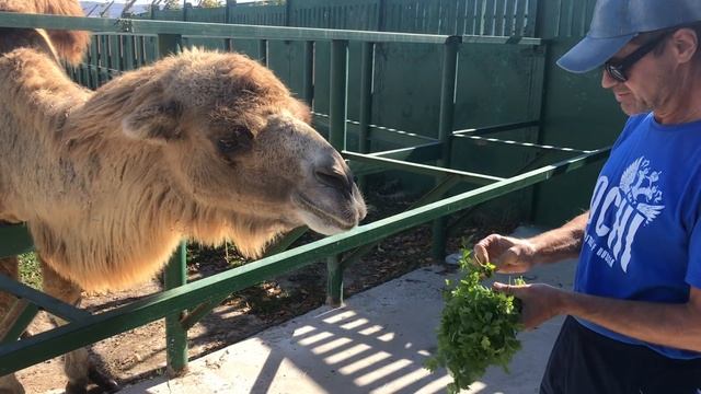 Пришли с Сергеем угостить верблюдов! We treated the camel! смотреть онлайн