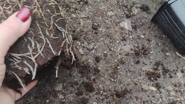 Как увеличивать размер горшка для черенка гортензии?? смотреть онлайн