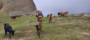ТАИНСТВЕННАЯ  гора ДЕМЕРДЖИ. Дикие козы в горах. ДОЛИНА ПРИВИДЕНИЙ в Крыму!