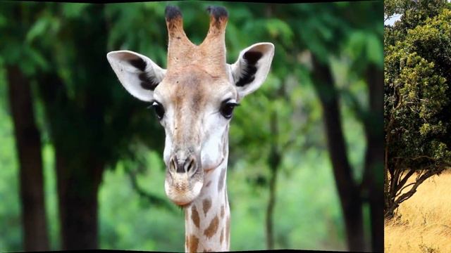 GIRAFA, A GIGANTE AFRICANA [ O MAIS ALTO ANIMAL TERRESTRE ] смотреть онлайн