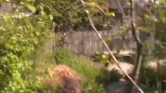 Как выглядит мой виноград на беседке 7 мая смотреть онлайн