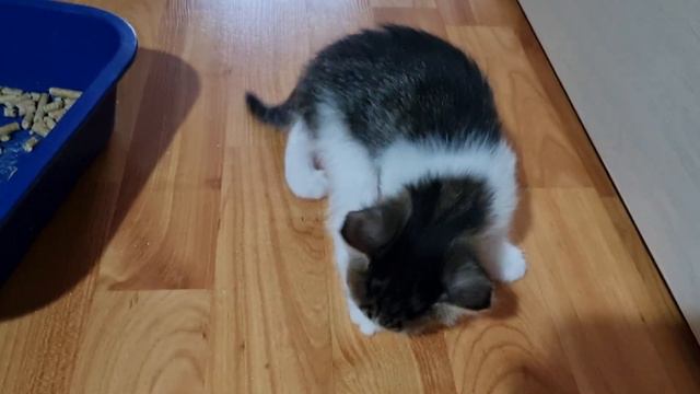 Ребёнку всего 1 месяц, а он уже пошёл на горшок! 💕❤️🙂 смотреть онлайн