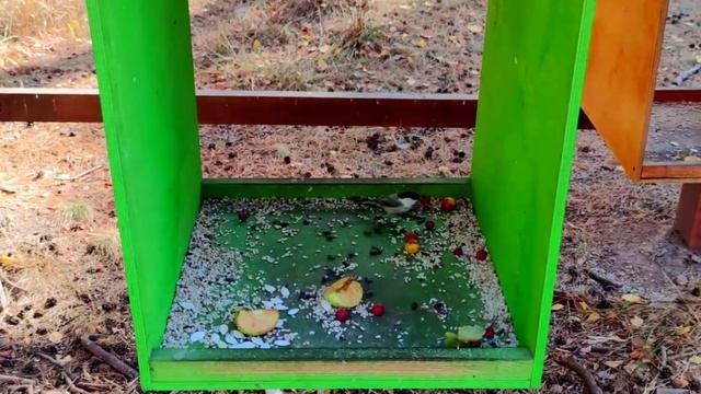 Челябинск Золотая осень, природа южного Урала изумительно прекрасна 21 09 2021г смотреть онлайн