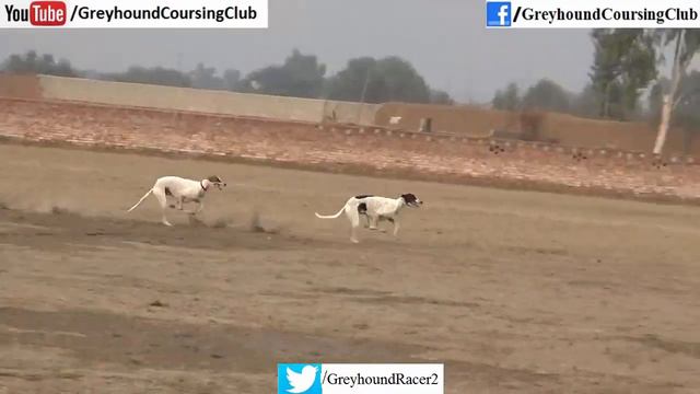Greyhound dog racing in Pakistan 2021 season | track race смотреть онлайн