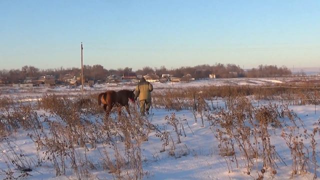 Донской жеребенок Бугатти Ноябрь 2018 смотреть онлайн