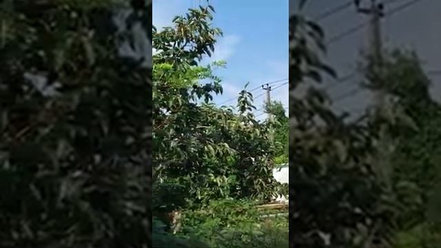 Обращение к губернатору Краснодарского края Кондратьеву 07.08.2021 смотреть онлайн