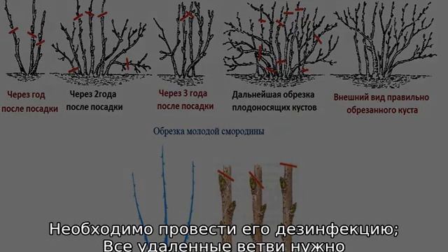 Как омолодить смородину черную весной смотреть онлайн