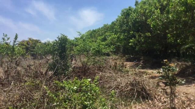 Мадагаскар. Ватомандри. Рынок. Магазины. 2 га на берегу за 10000€. Курс 3700ари ари за $ смотреть онлайн