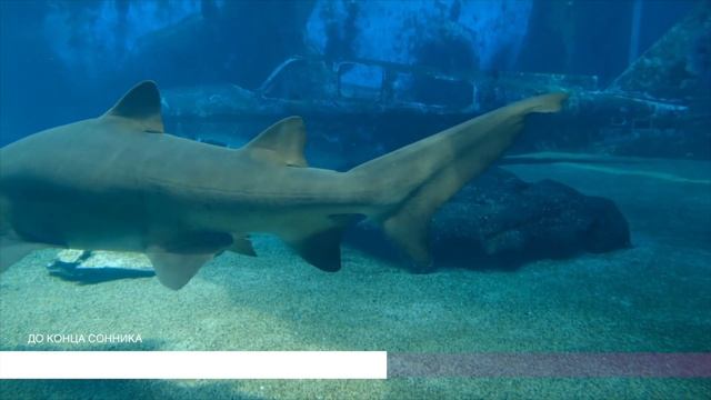 К чему снится щука. Сонник щука, толкование сна смотреть онлайн