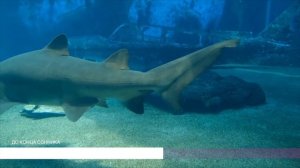 К чему снится щука. Сонник щука, толкование сна