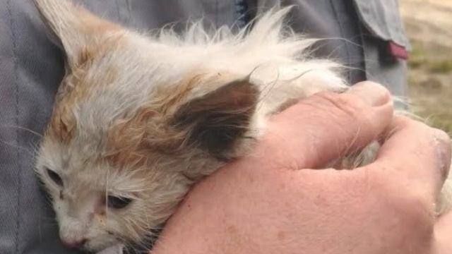 Котёнка оставили в лесу. Люди приехали в лес за грибами и услышали жалобный плач…