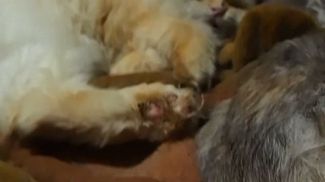 olympus pen light e-pl3. Maru,the american curl,is sleeping in a unique manner. смотреть онлайн