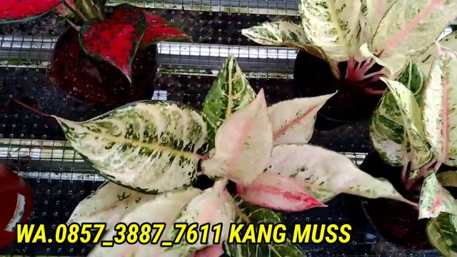 ASLI MURAH 😍💞💞 PROMO PETANI AGLONEMA MUDA MURAH KHAS PEDESAAN EDISI CUCI GUDANG смотреть онлайн