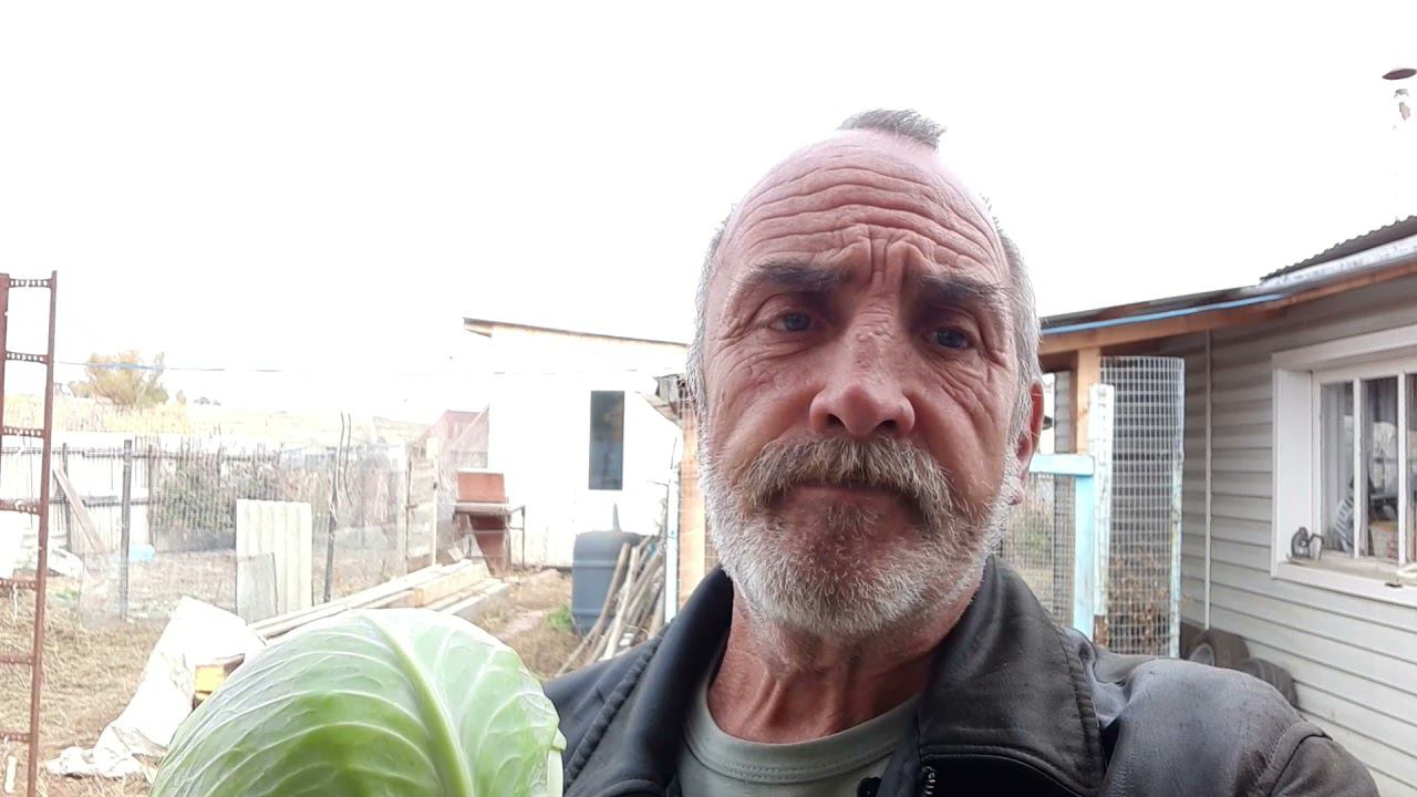 как сохранить капусту до весны смотреть онлайн