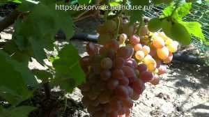 Сорта винограда 2018. Джин и ТалДун - перспективные новинки