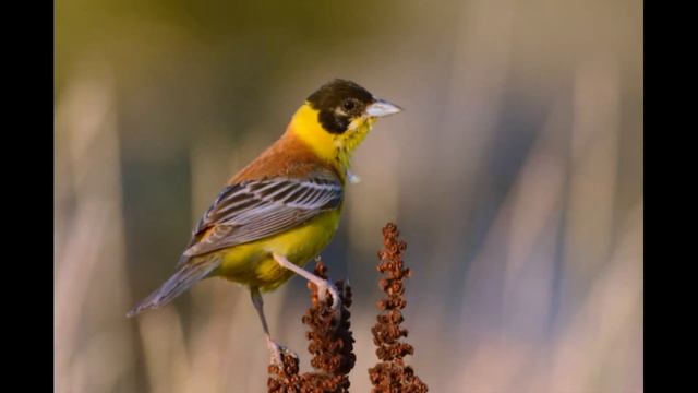 Аниме-Сериалы и Адаптации