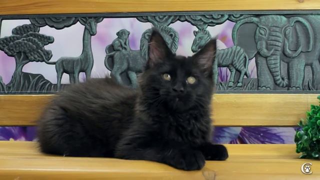 Котенок мейн кун Liana Grey Claw`s в 2,5 месяца, питомник мейн-кунов http://coonplanet.ru/ смотреть онлайн