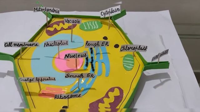 How to make Plant Cell model for science project/science fair,DIY, science activity NCERT смотреть онлайн