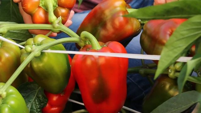 ПЕРЕЦ КРАСНЫЙ БОК толстые стенки, крупный сорт смотреть онлайн