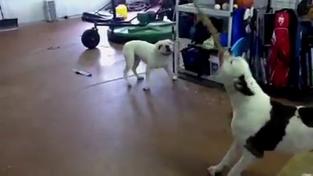 2 dopes on a rope смотреть онлайн