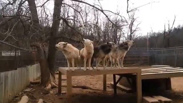 Волки воют не только по ночам смотреть онлайн