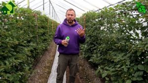 ЛУЧШЕЕ СРЕДСТВО ДЛЯ ОГУРЦОВ и всего огорода. Один раз обработал и всё. Атлантис из созвездия BioDSO