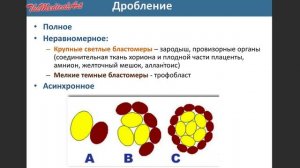 Дробление / ЭМБРИОЛОГИЯ / Гистология #Эмбриология #Гистология