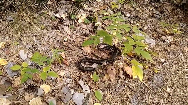 Опасные игры с ГАДЮКОЙ смотреть онлайн