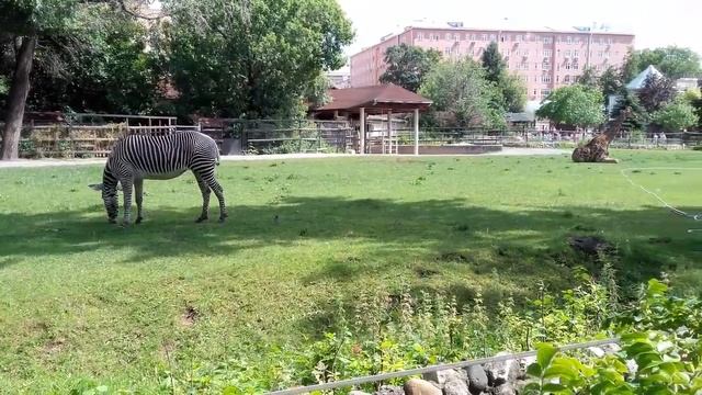Зебра кушает смотреть онлайн