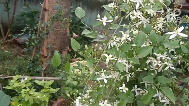 57. Ranjai/Clematis pey Bahhar hai Upvan(Ranchi). смотреть онлайн