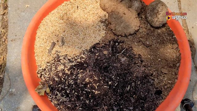 tulasi plant growing tips | tulasi plant care | tulasi mokka gurinchi | tulasi chettu upayogalu смотреть онлайн