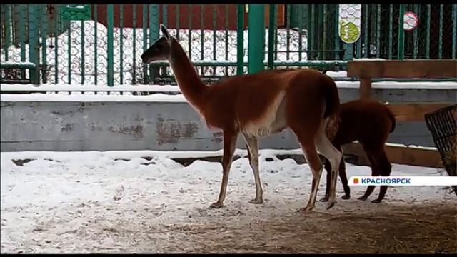В «Роевом ручье» появился новый вид верблюдов из-за случайной связи альпаки и гуанако смотреть онлайн