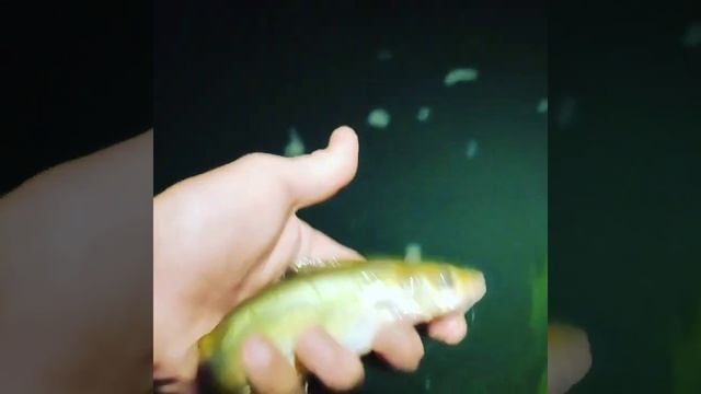 на одной из рыбалок,малышей выпускаю смотреть онлайн