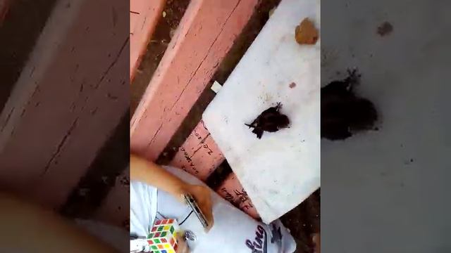 Спасение птенца|Спасли| смотреть онлайн