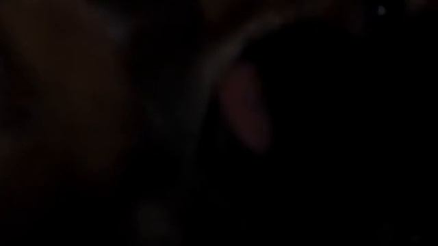 Чиа хуа прикольный щенок чудит во сне !!! смотреть онлайн
