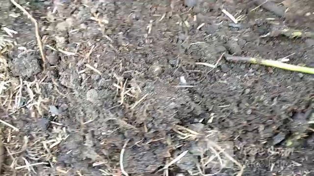 Розы. Как укоренилось зимнее черенкование роз. смотреть онлайн