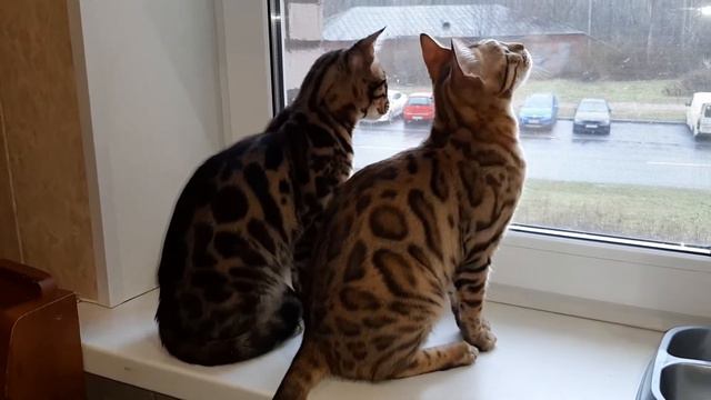 Мам, скоро зима?